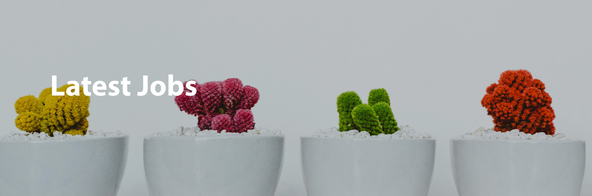 Job Search job-search